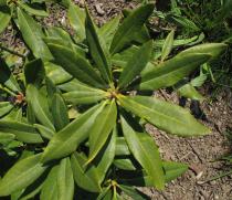 Rhododendron x caucasicum - Foliage - Click to enlarge!